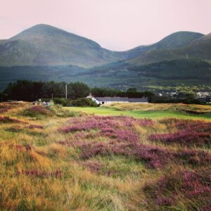 Royal Country Down Heather