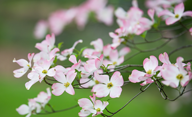 Closeup of pink flowers at the Masters