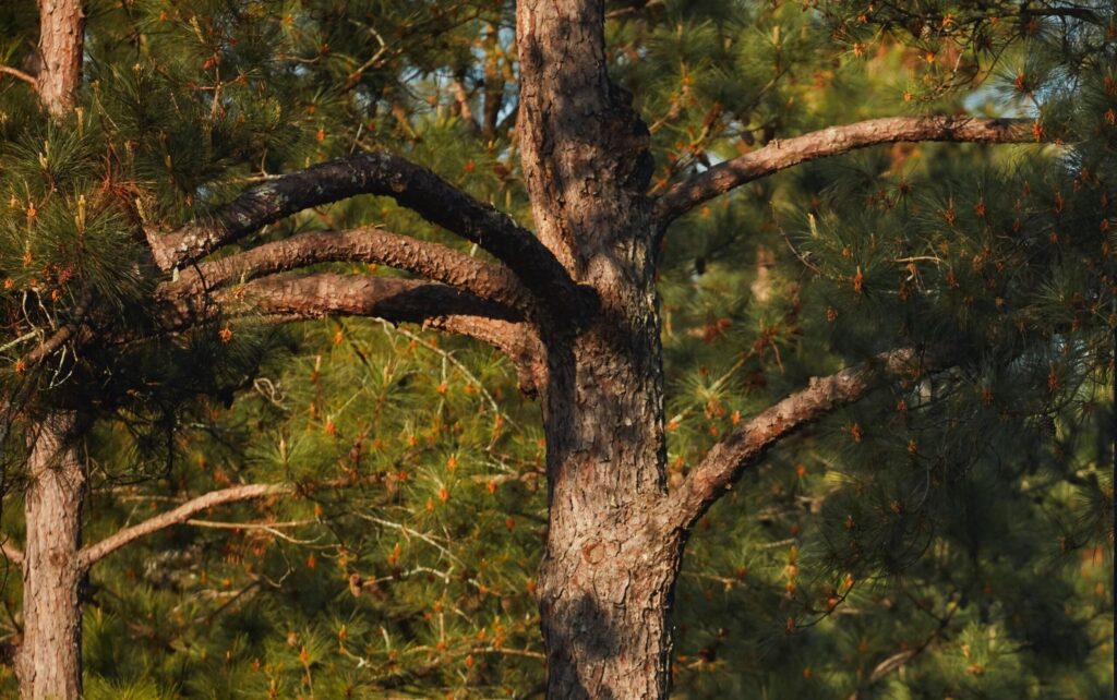 Pine trees at the Masters
