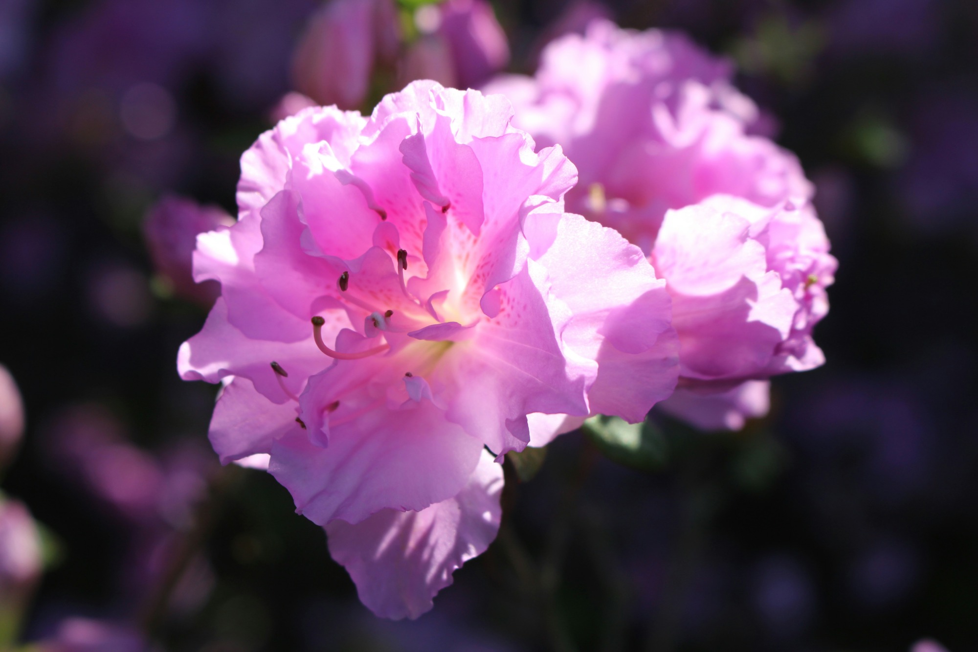 Pink Azalea in sunlight