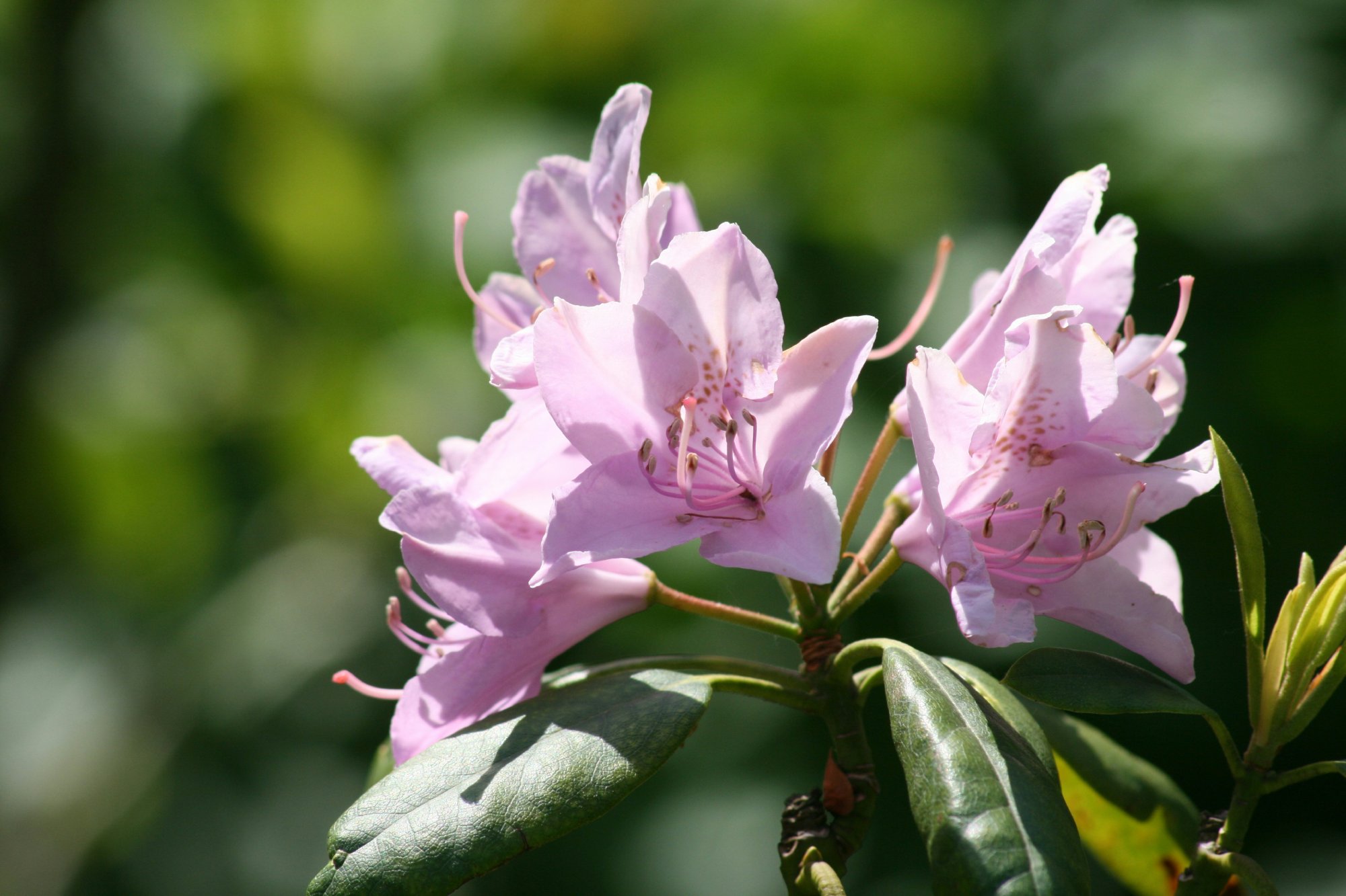 Pale pink Azalea's