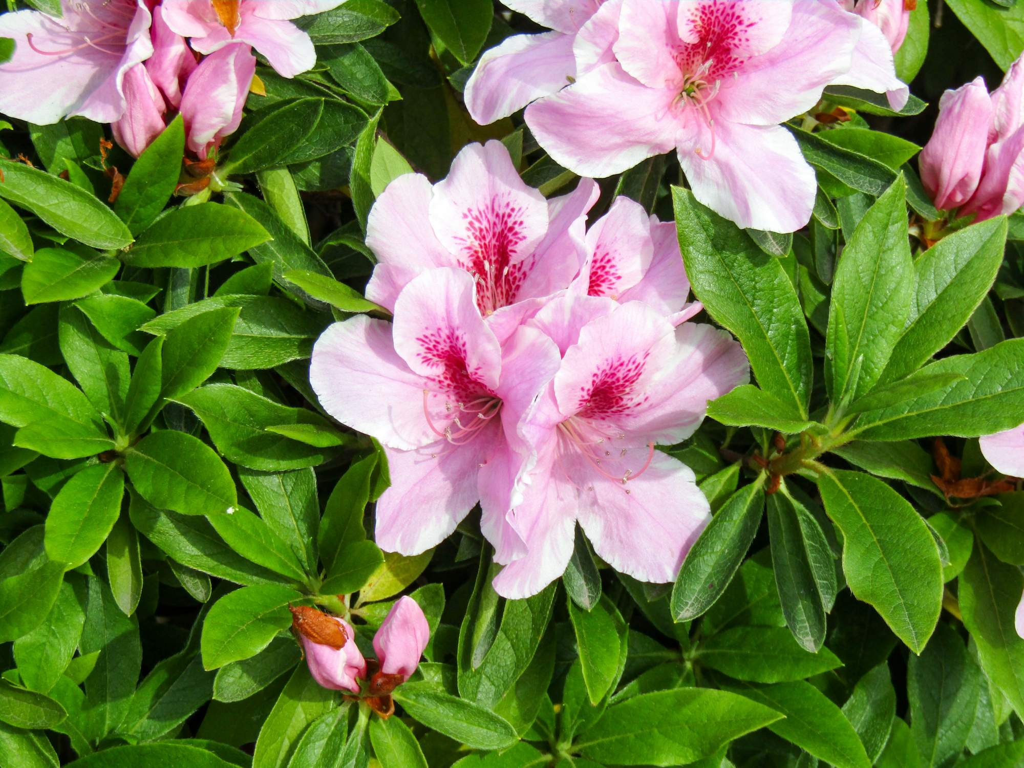 Fresh Azalea's in Augusta