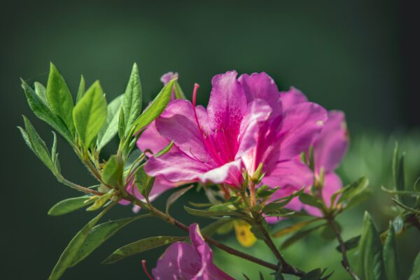 Pink Azelea at Augusta National, The Masters