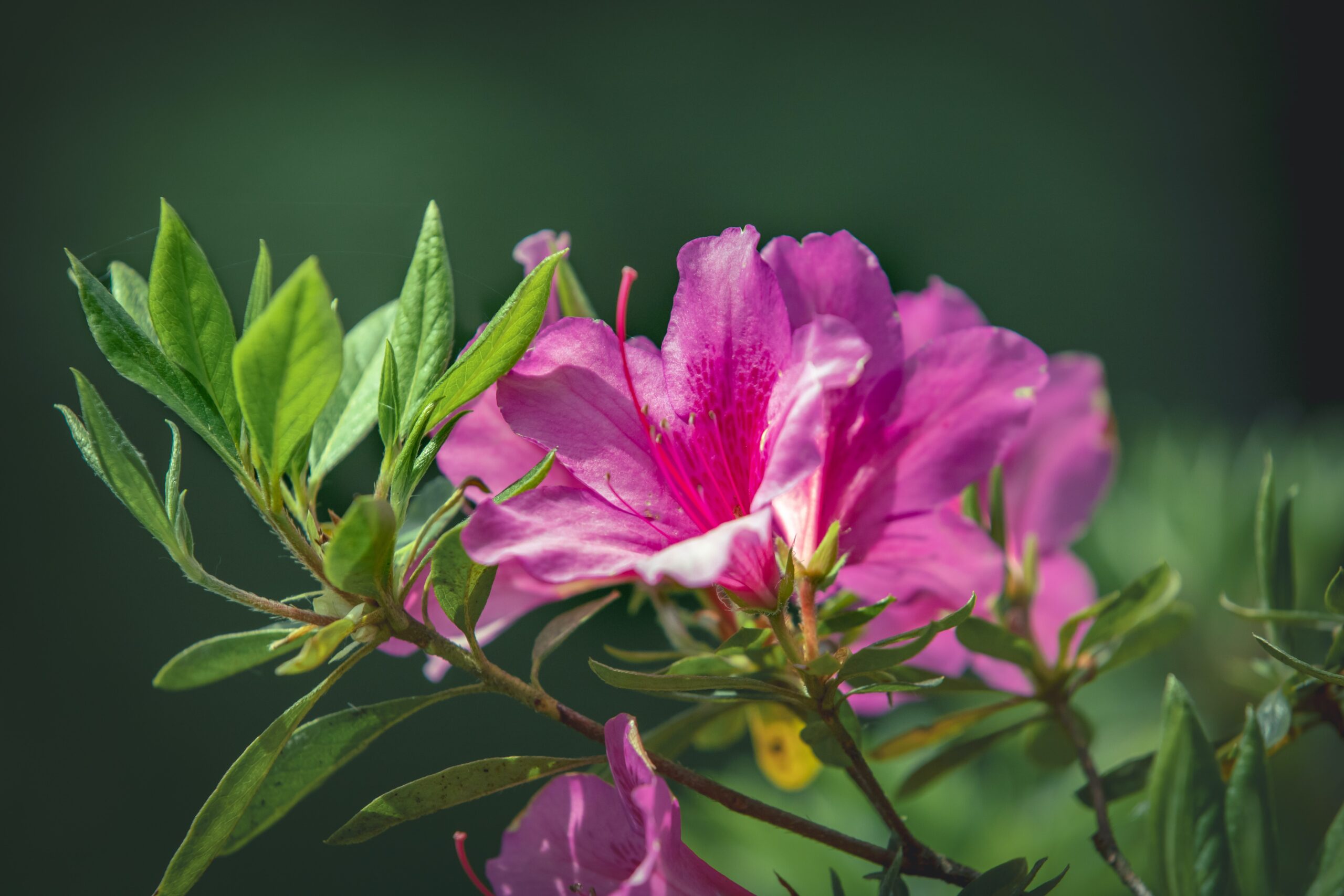 Pink Azelea at Augusta National, The Masters