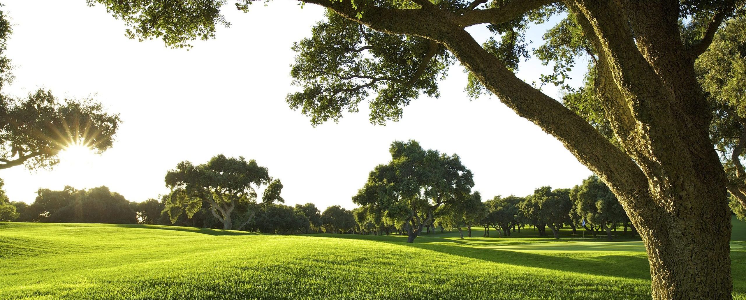 Trees at Valderrama Golf Course, Spain