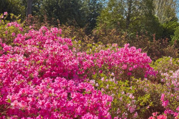 Pink Azalea at the Masters