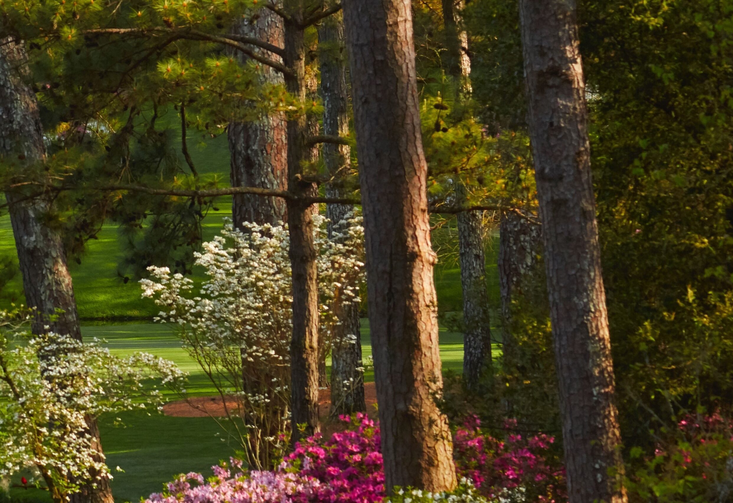 Pine trees and Azalea's at Augusta National