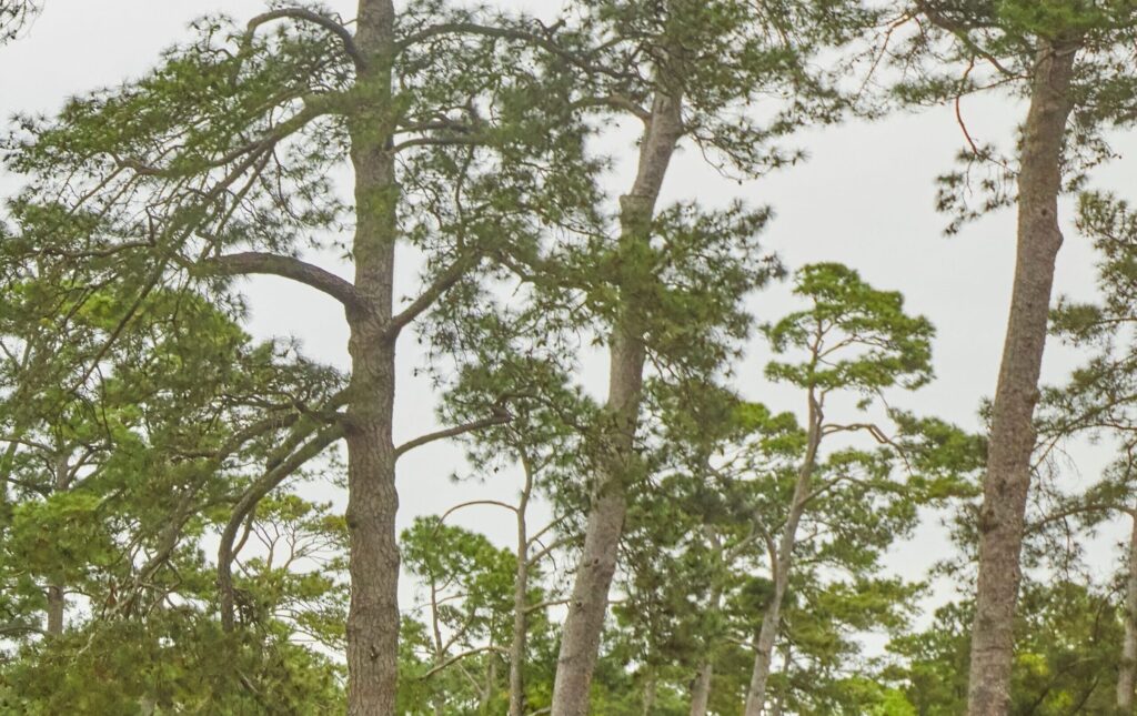 Pine trees at the Masters