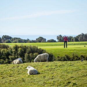 Cape Kidnappers sheep