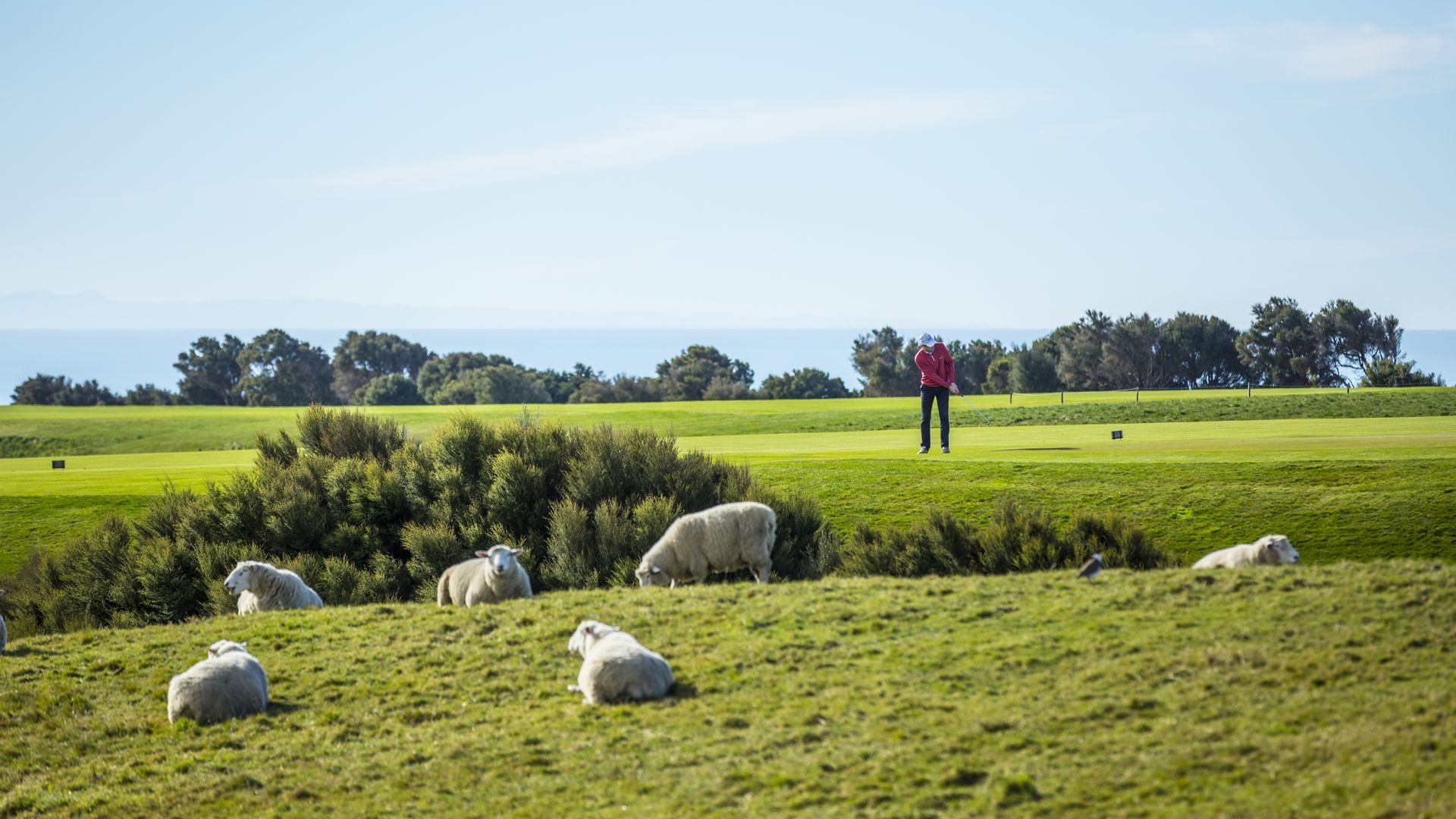 Cape Kidnappers sheep