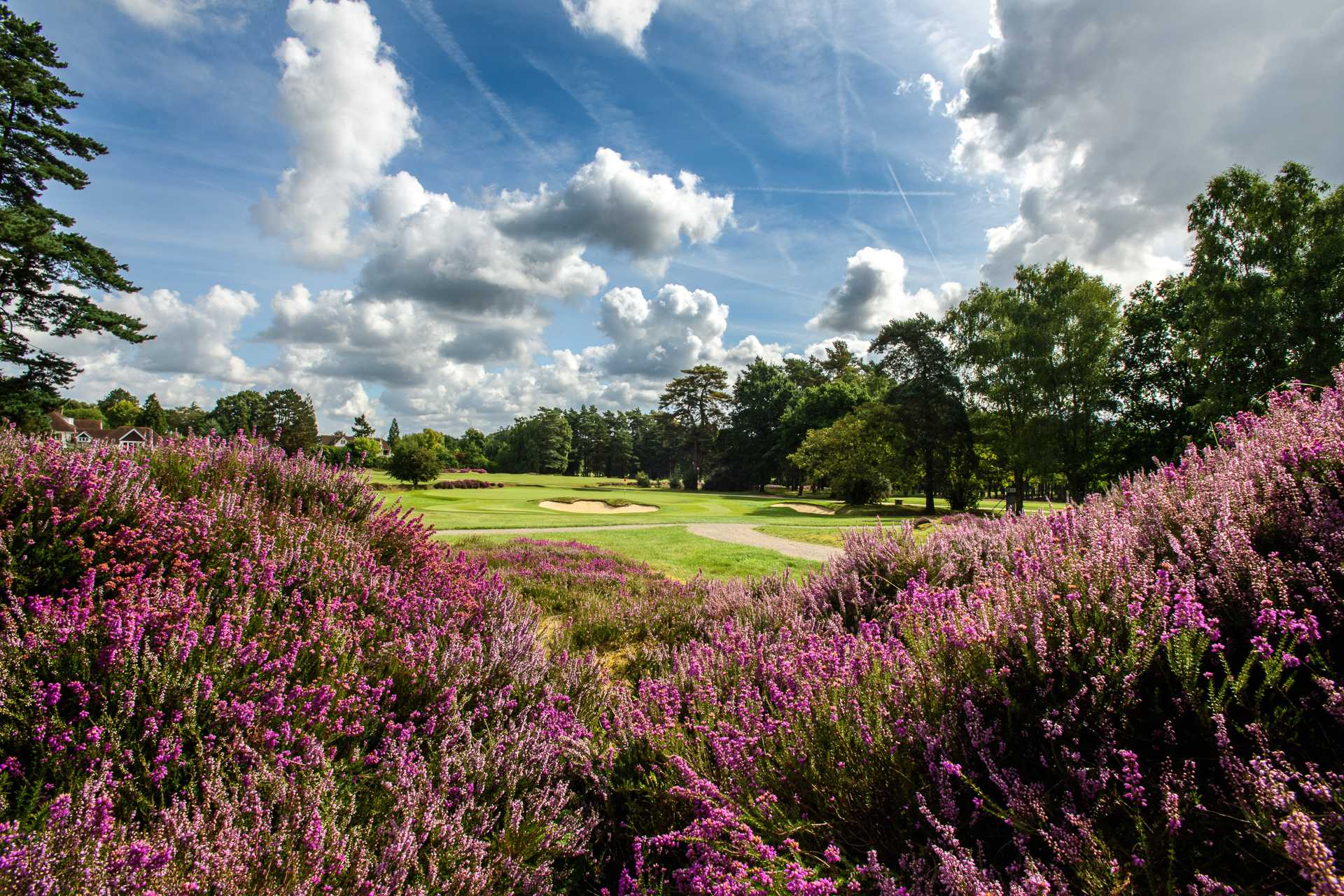 Sunningdale Heather