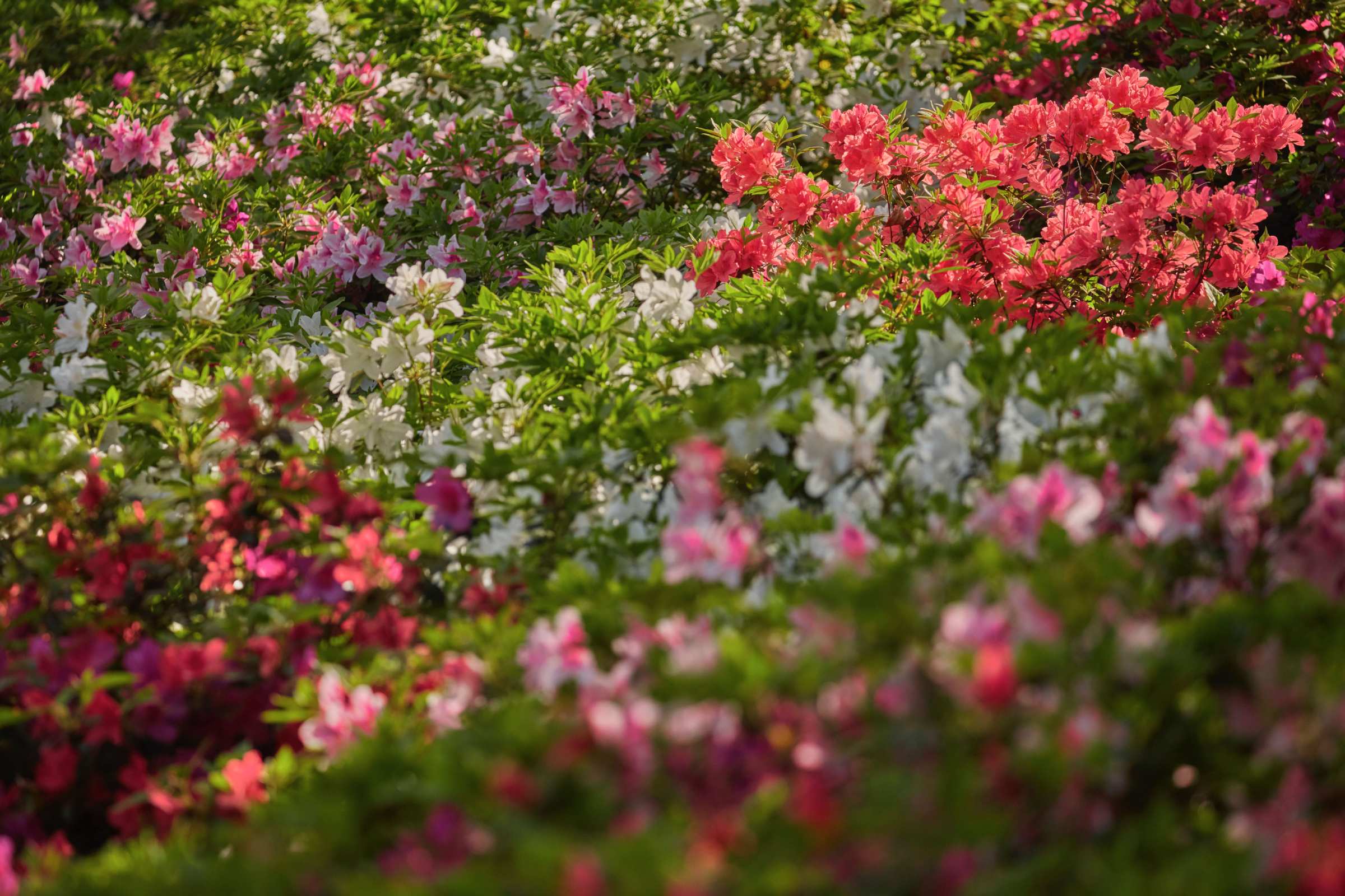 Red Azelea at the Masters