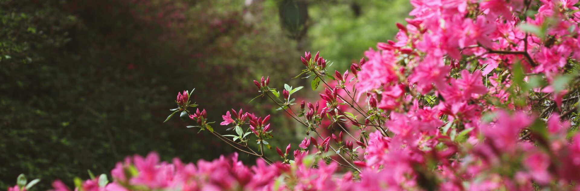Azeleas at Augusta National