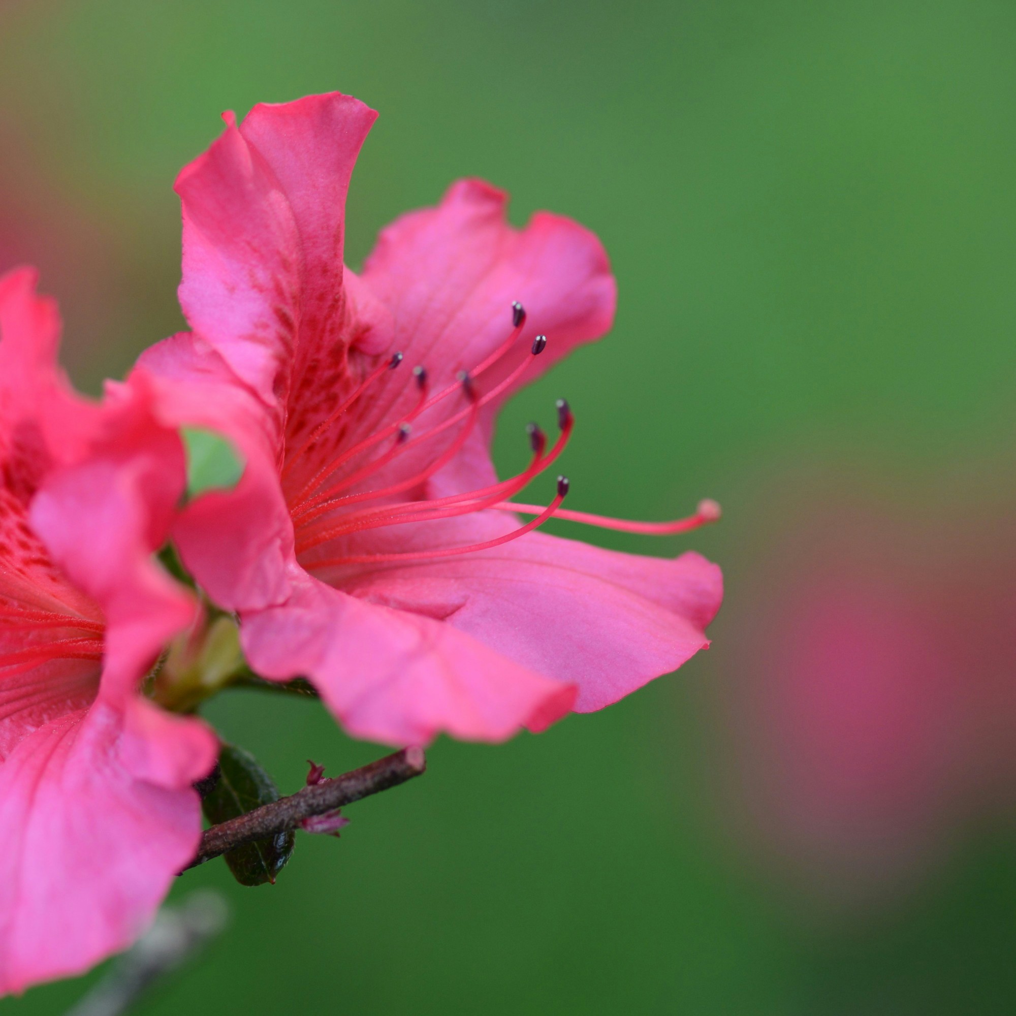 Pink Azalea at Augusta