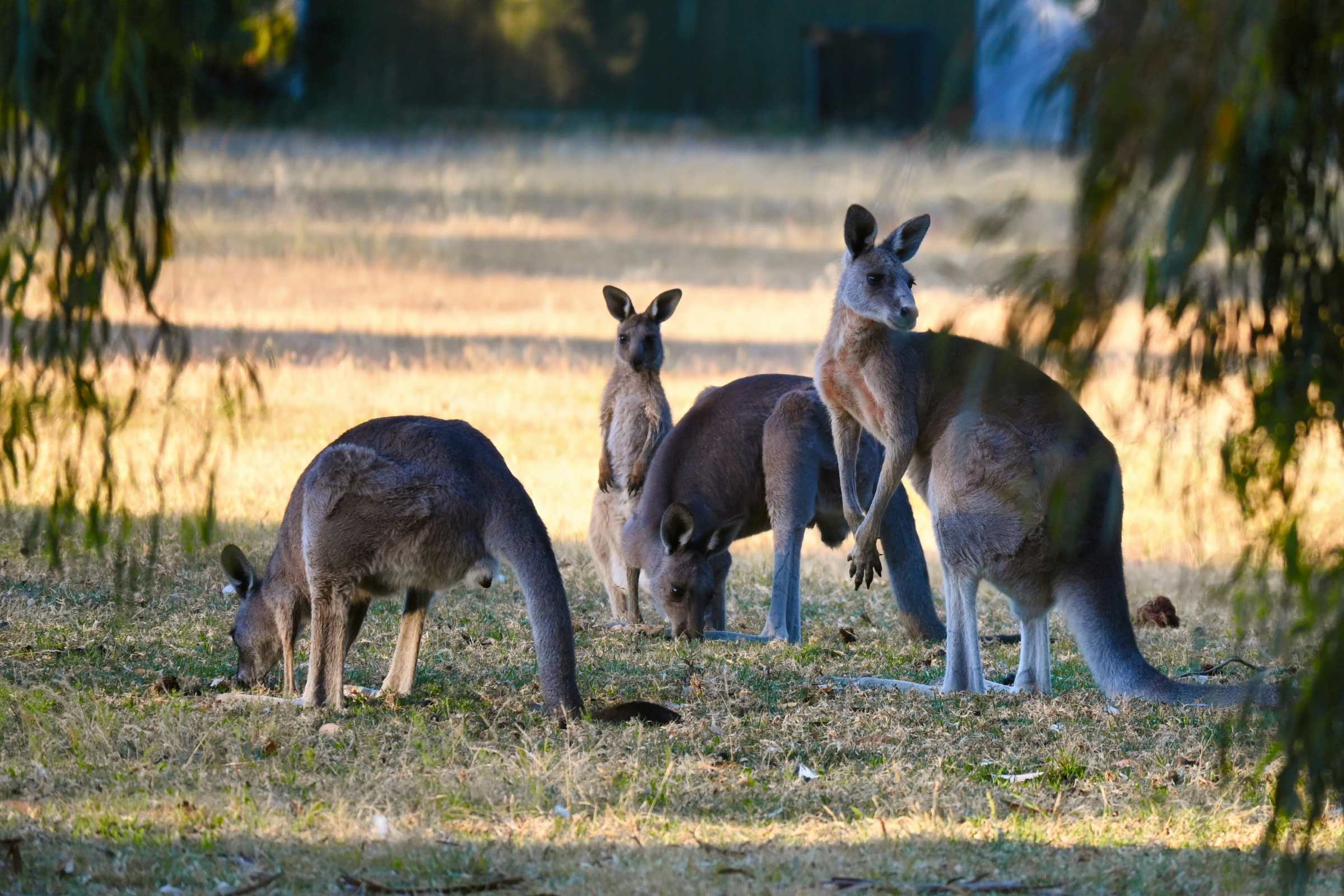 Kangaroos