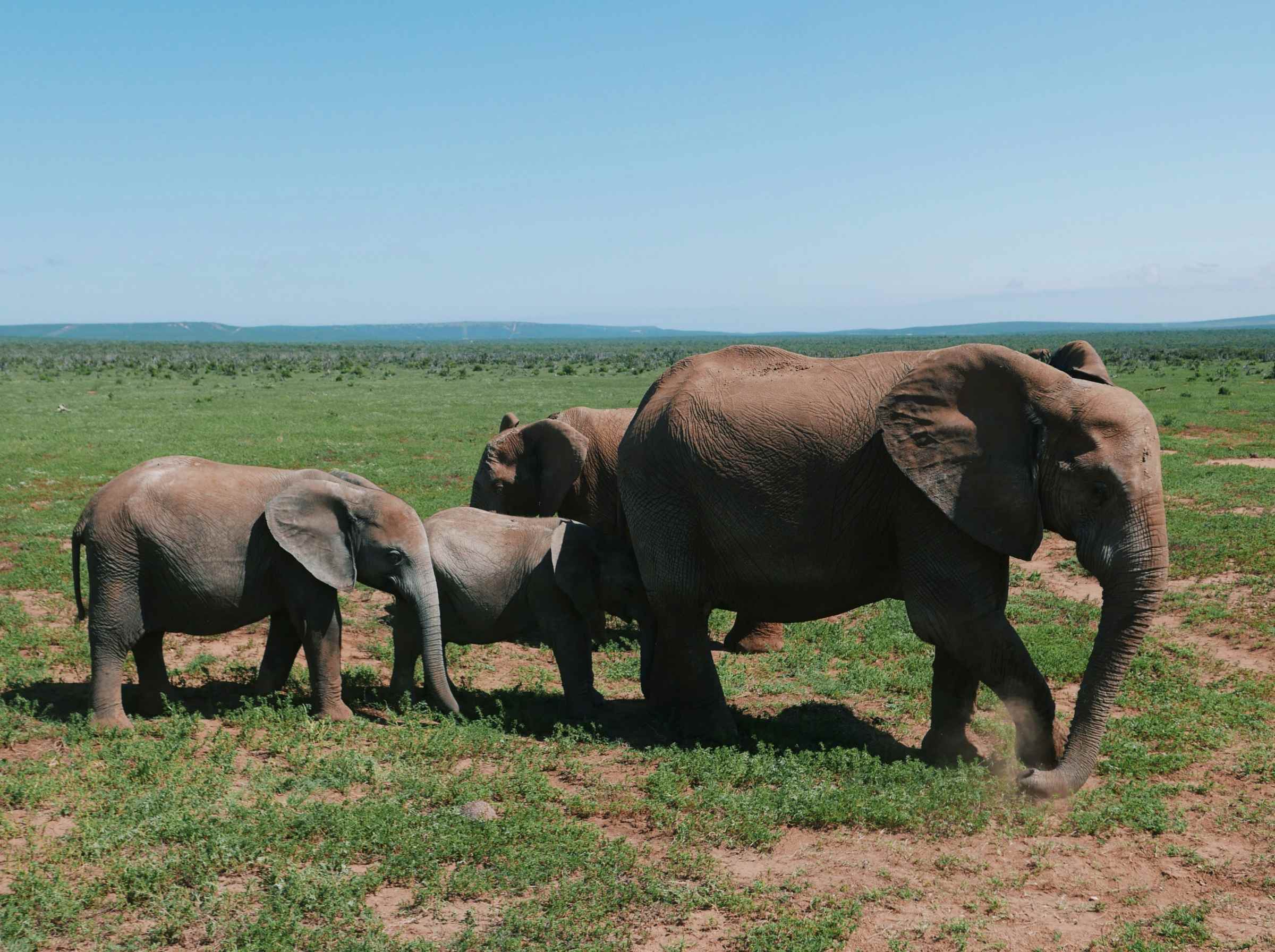 Addo Elephants