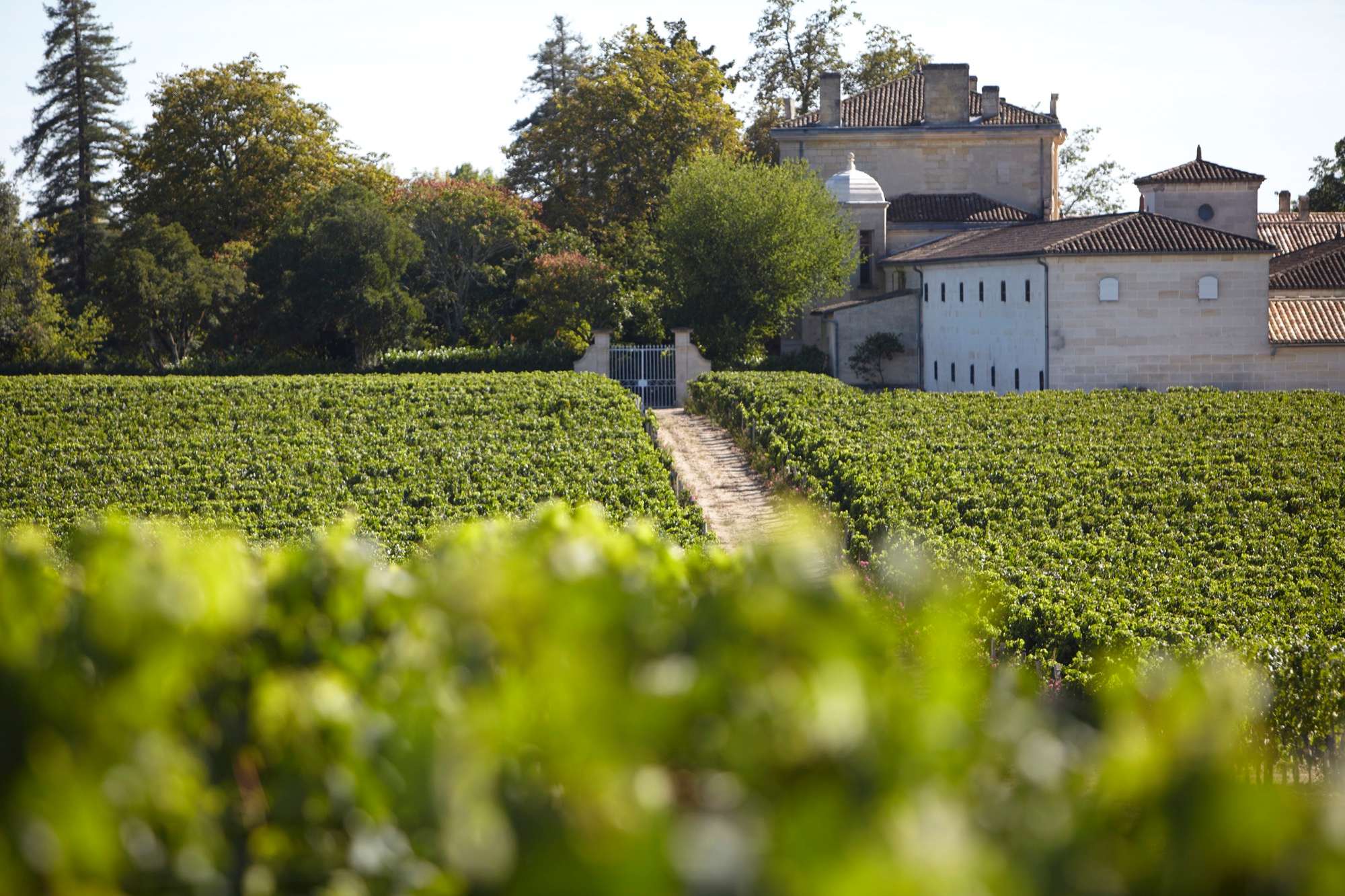 Vineyard